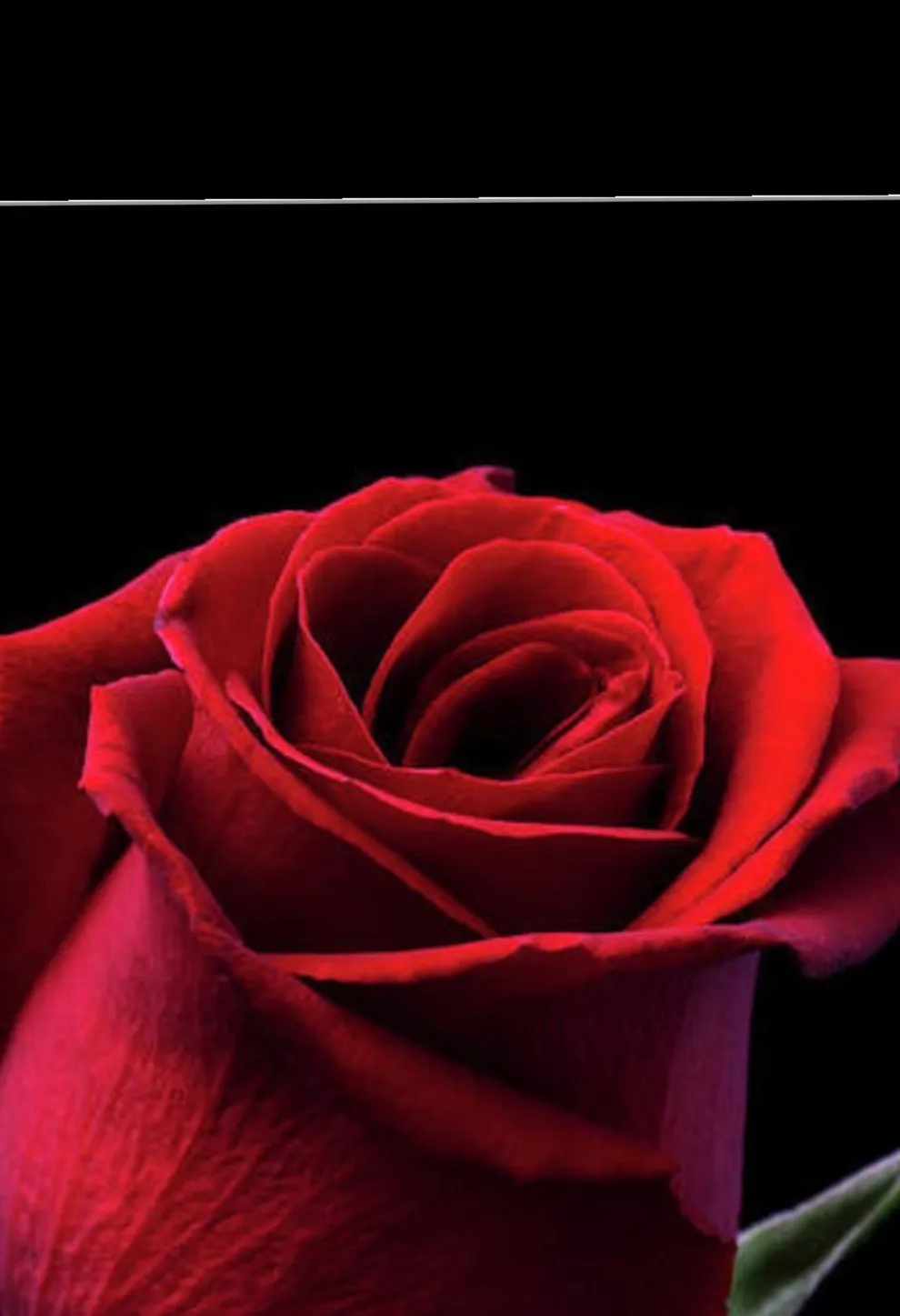 Dimplez🌹Rose🇯🇲💖✨ OnlyFans header