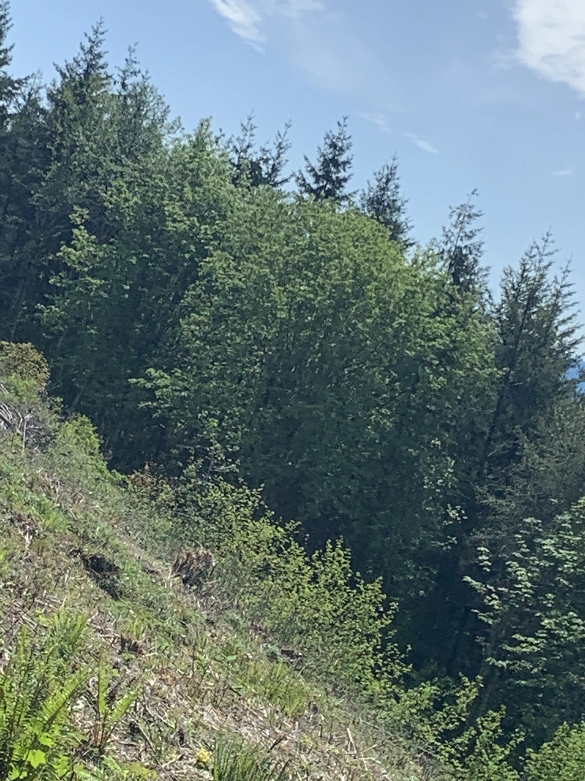 Big boi OnlyFans header