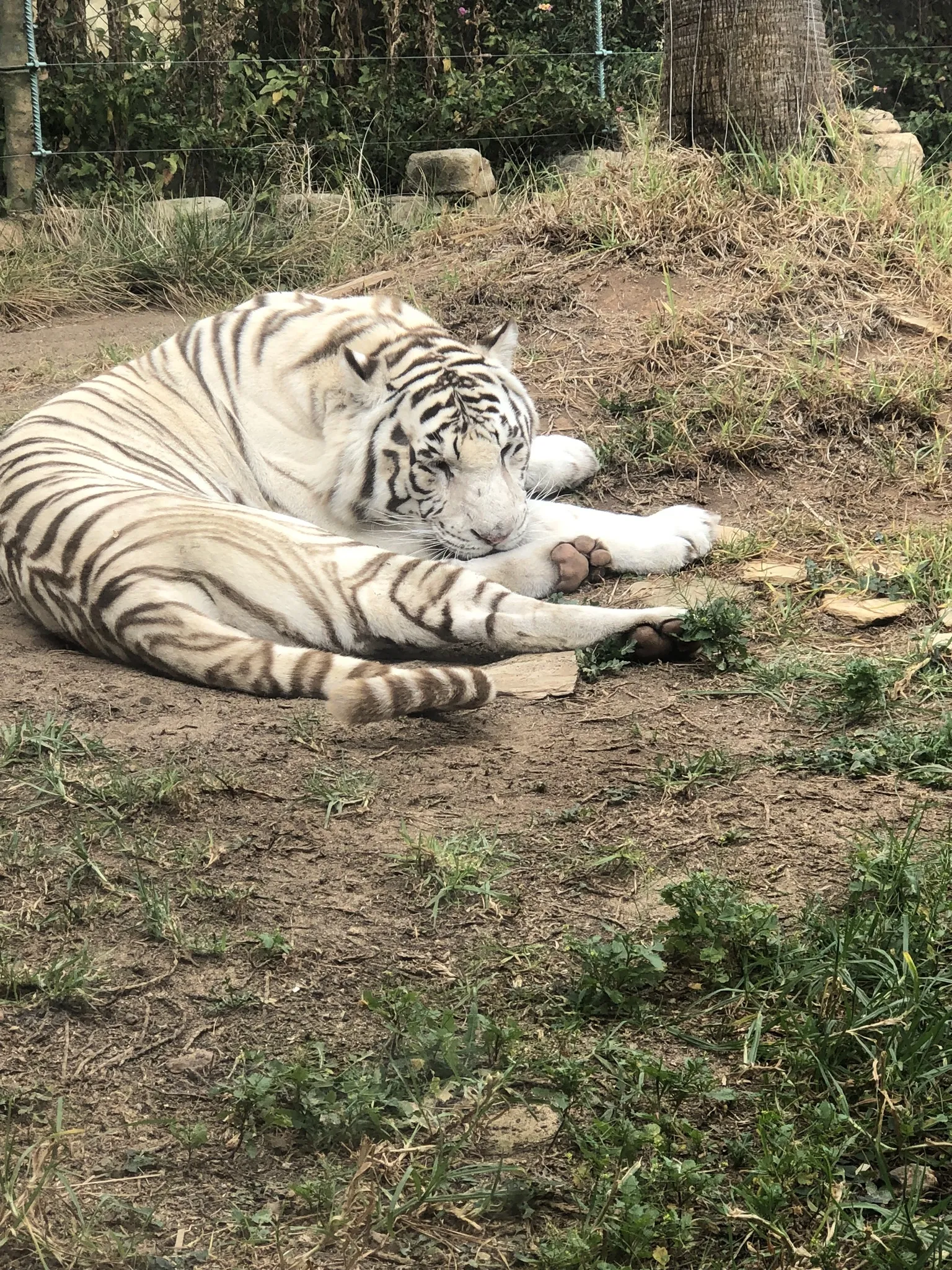 Bigbrowneyez79 OnlyFans header