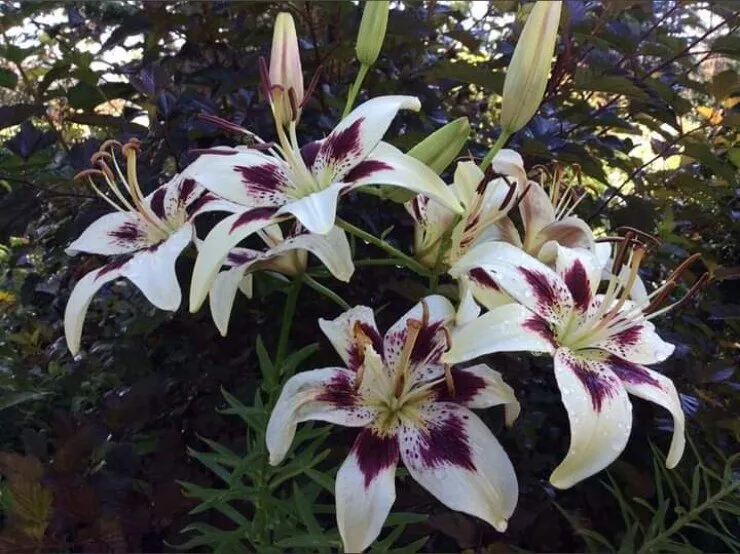 mommywitdaphatass💋 OnlyFans header