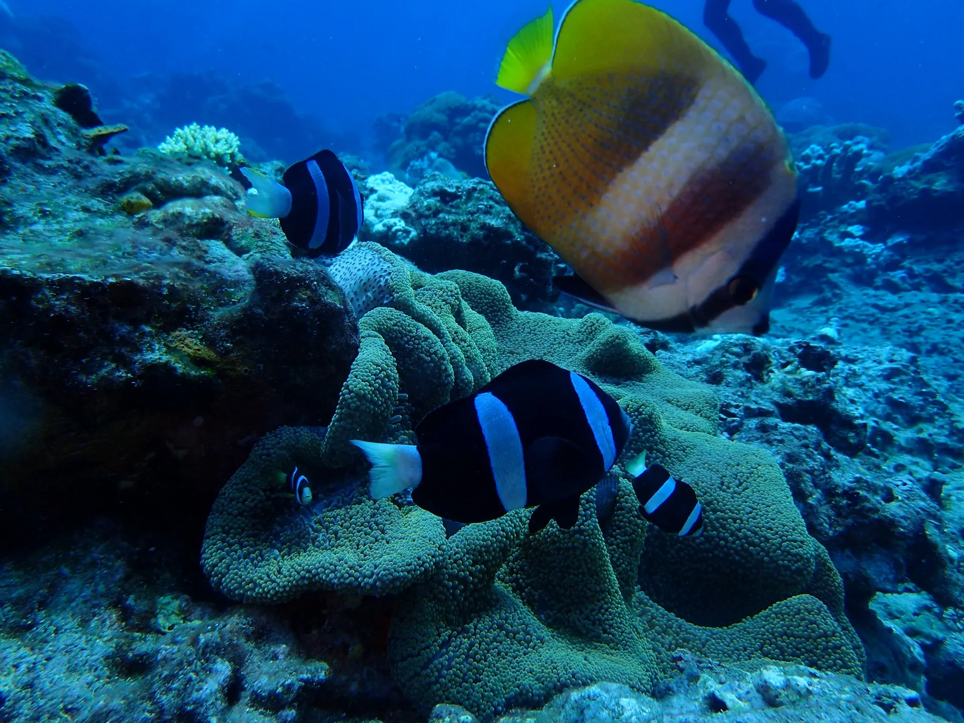 偉哥外送 Wego OnlyFans header