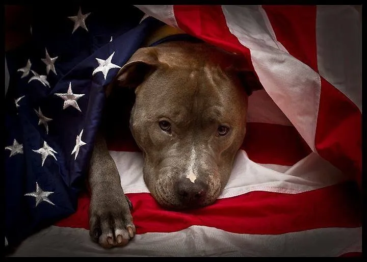 BigDawg911 OnlyFans header