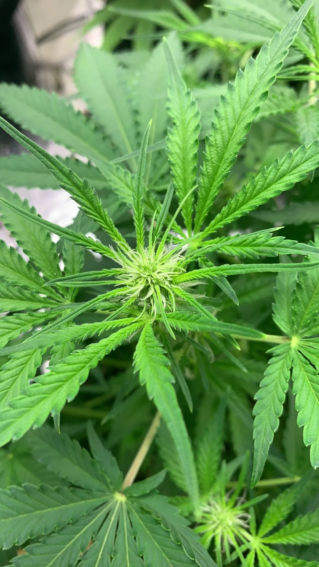 BigDawgGroove OnlyFans header