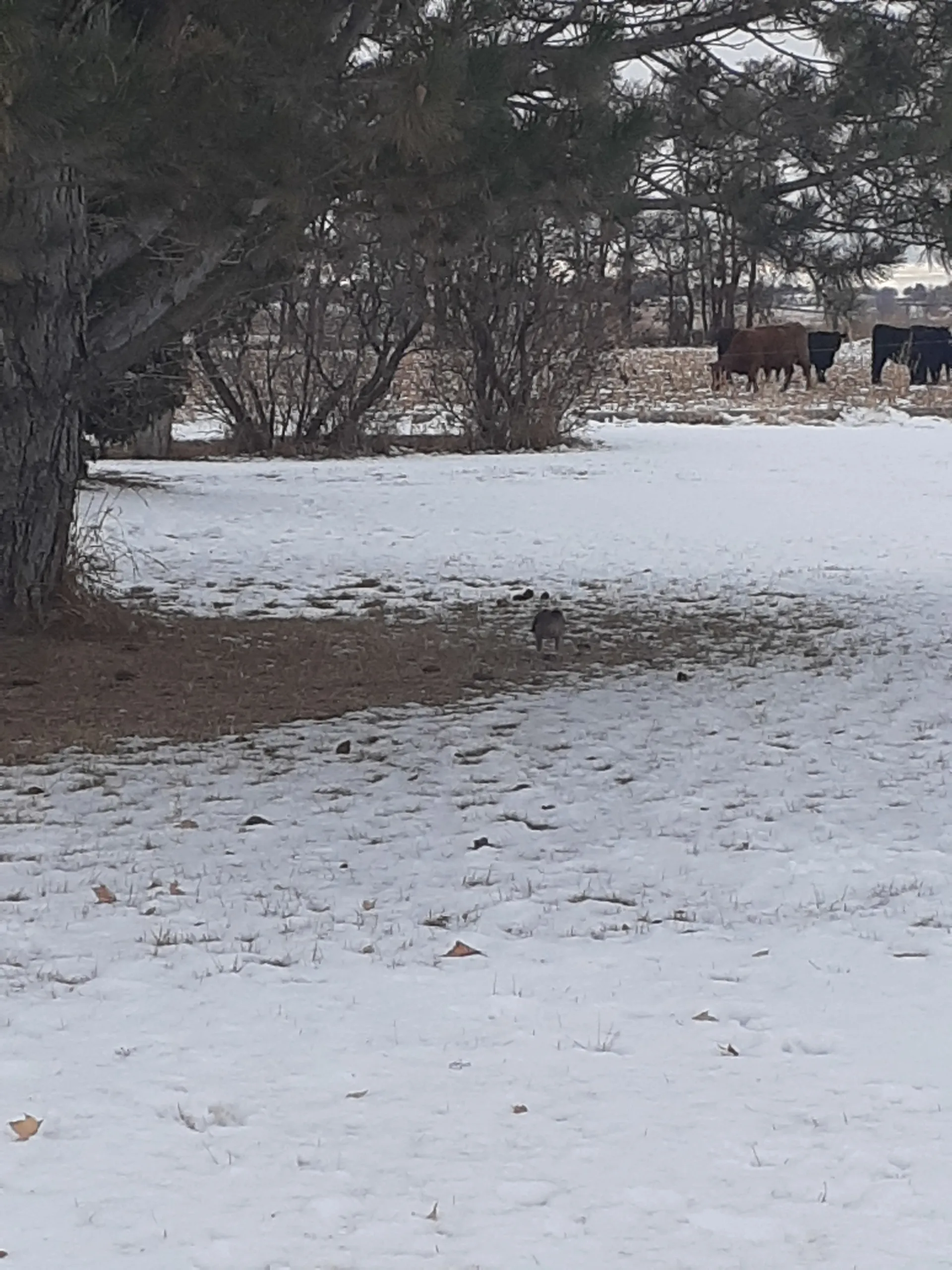 Damon OnlyFans header