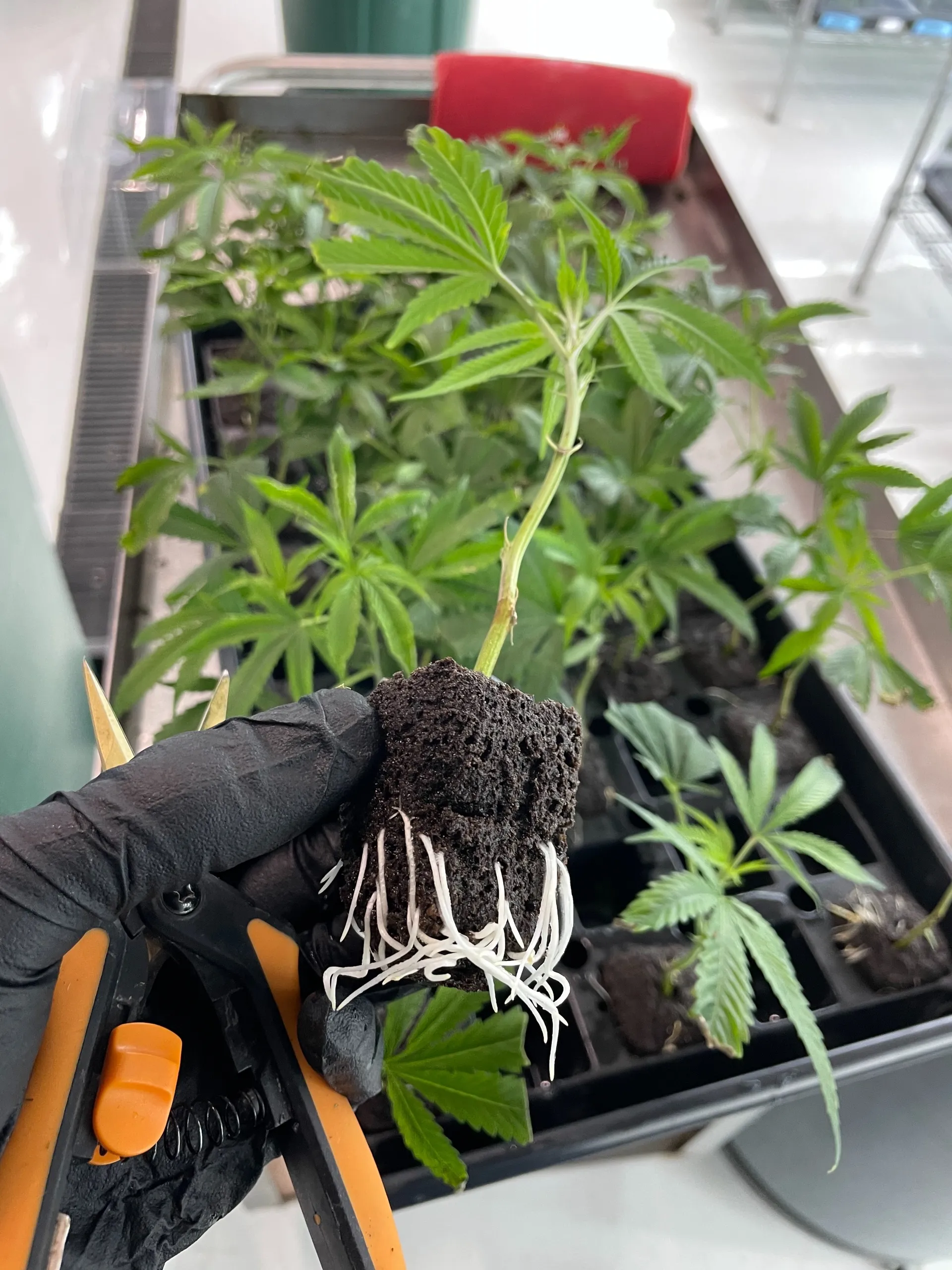 Jerm OnlyFans header