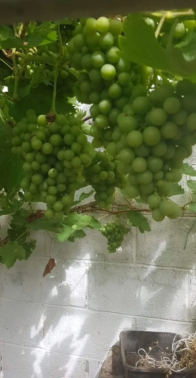 Fred OnlyFans header