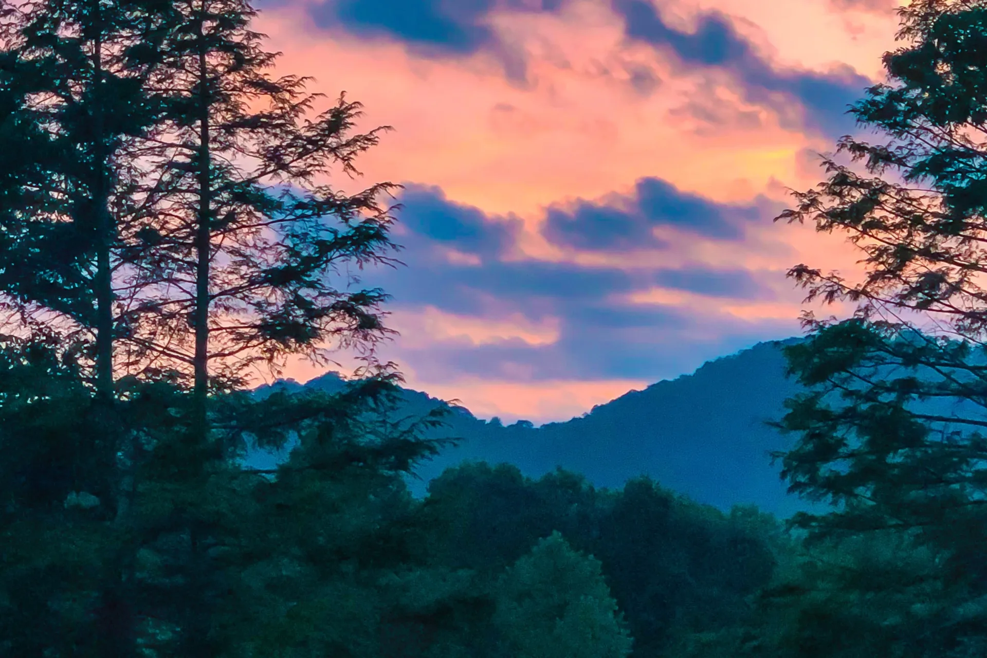 TyTy 🌺✨ OnlyFans header