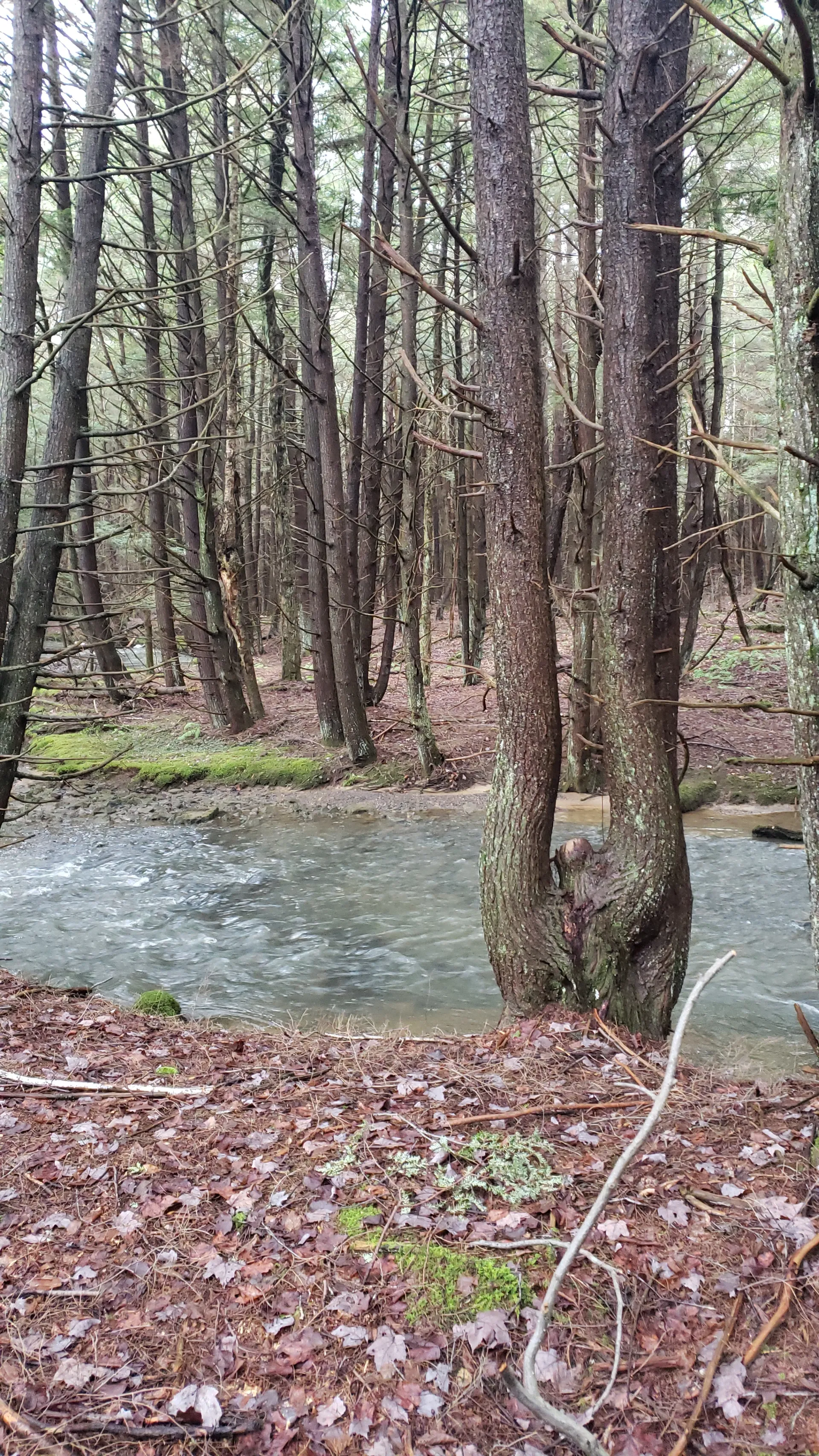 Shawn OnlyFans header