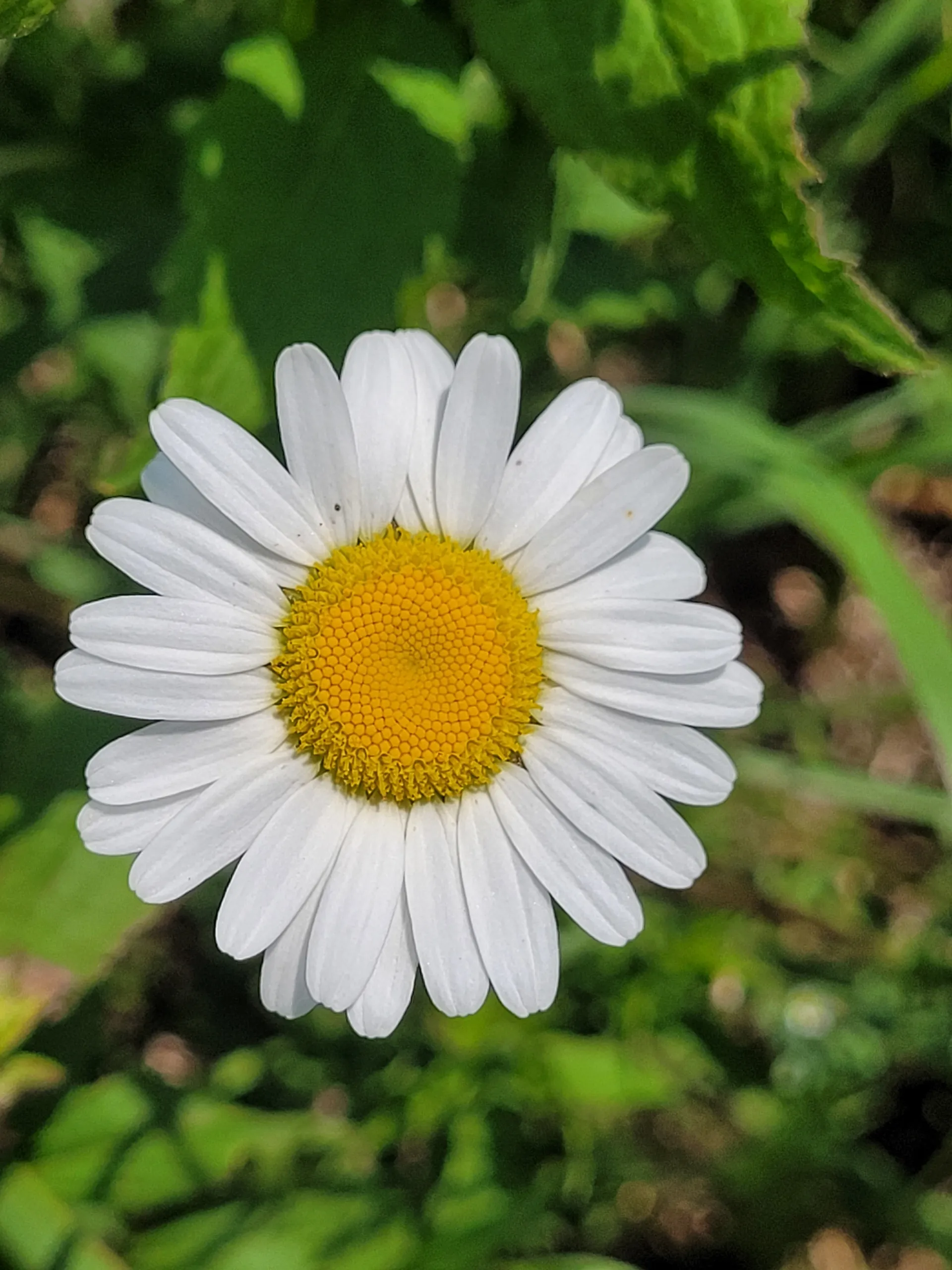 Lizzie OnlyFans header