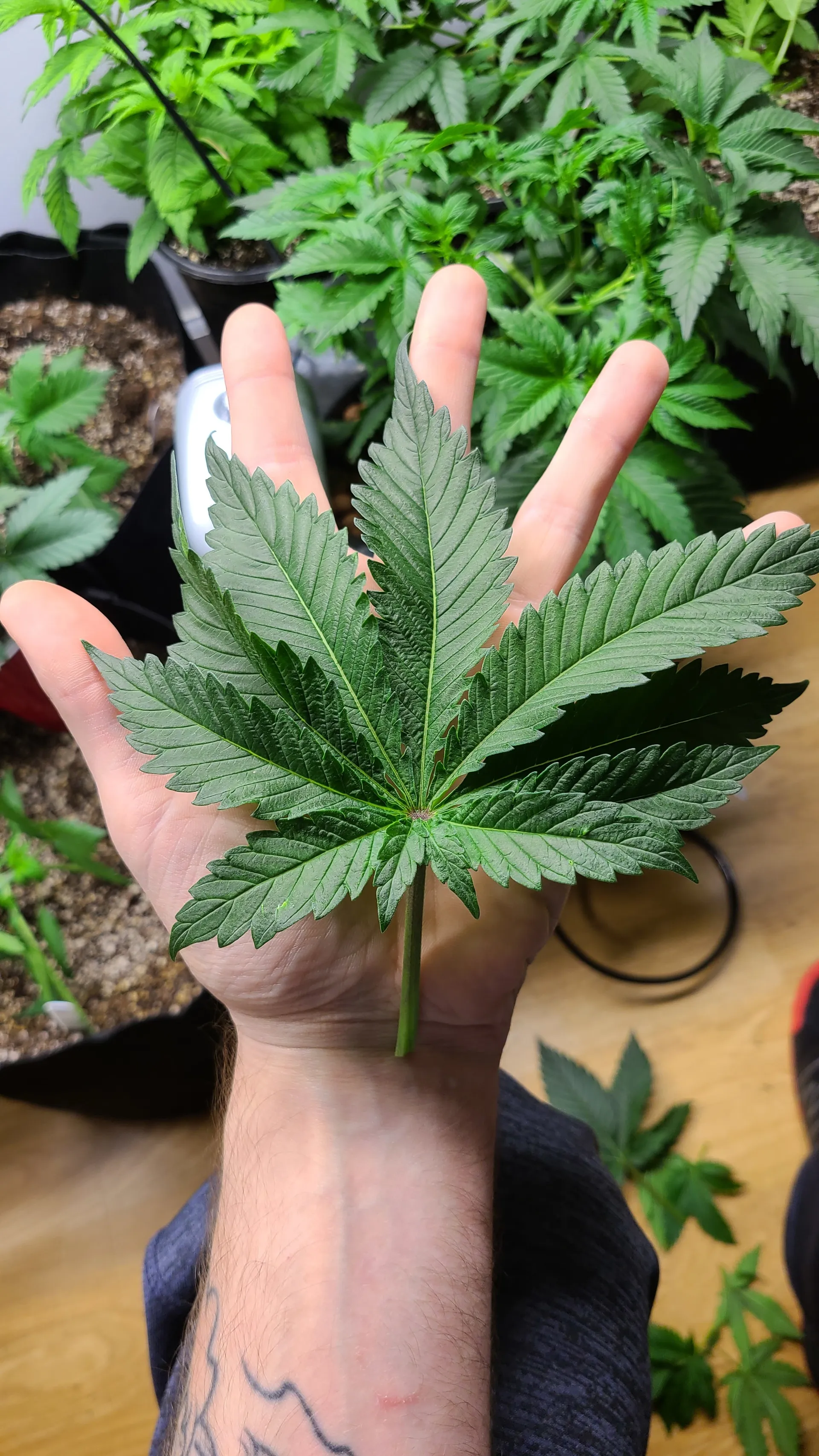 josh d OnlyFans header