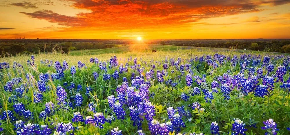 Colin OnlyFans header