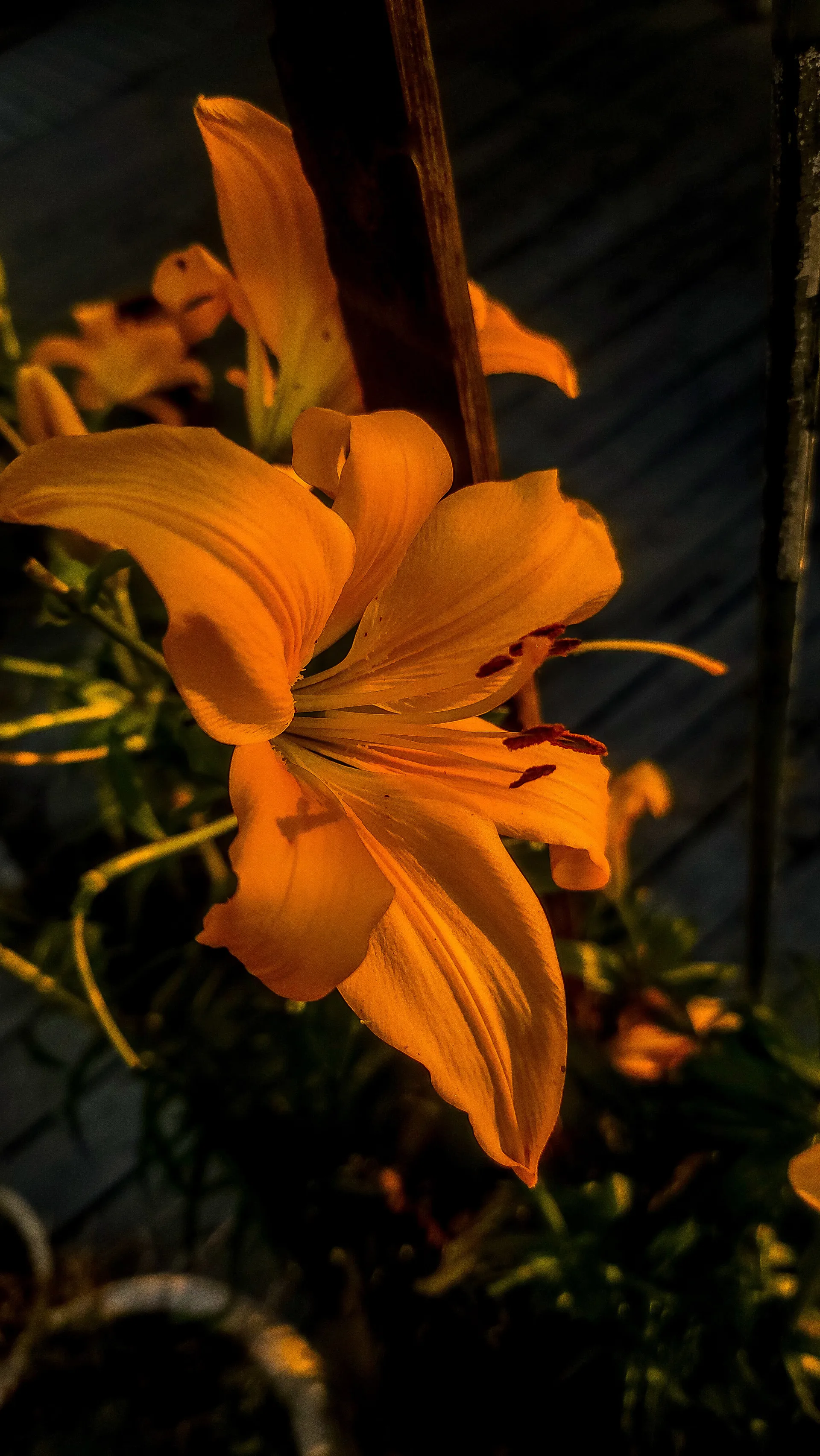 Marcello OnlyFans header