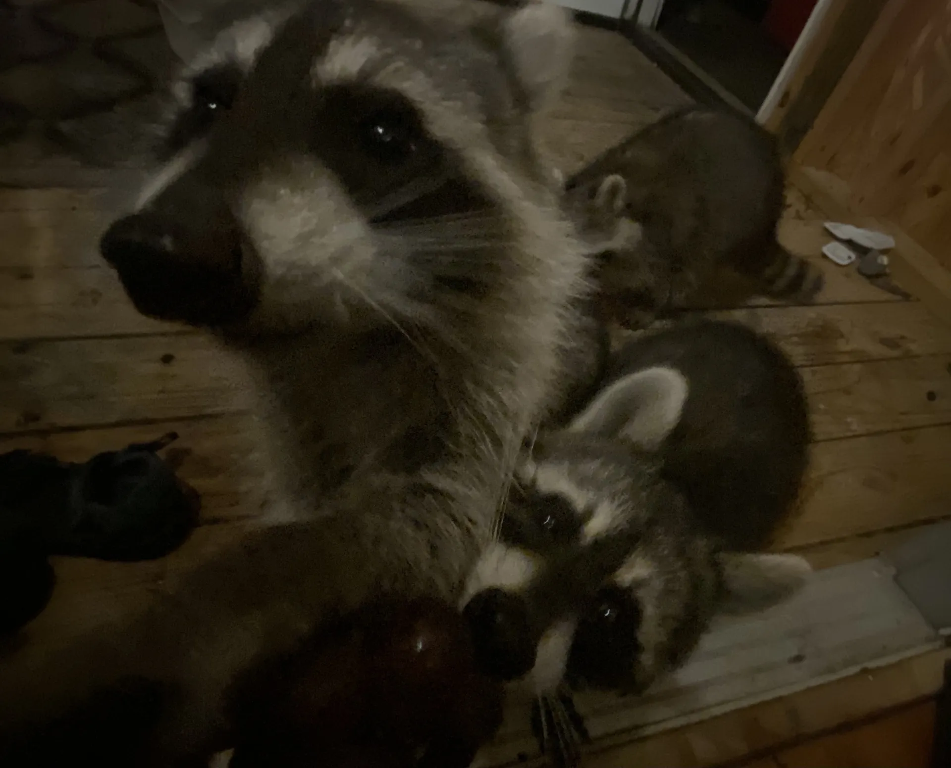 BigNaturalRaccs OnlyFans header