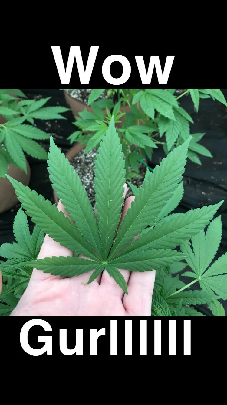 Big on beauty OnlyFans header