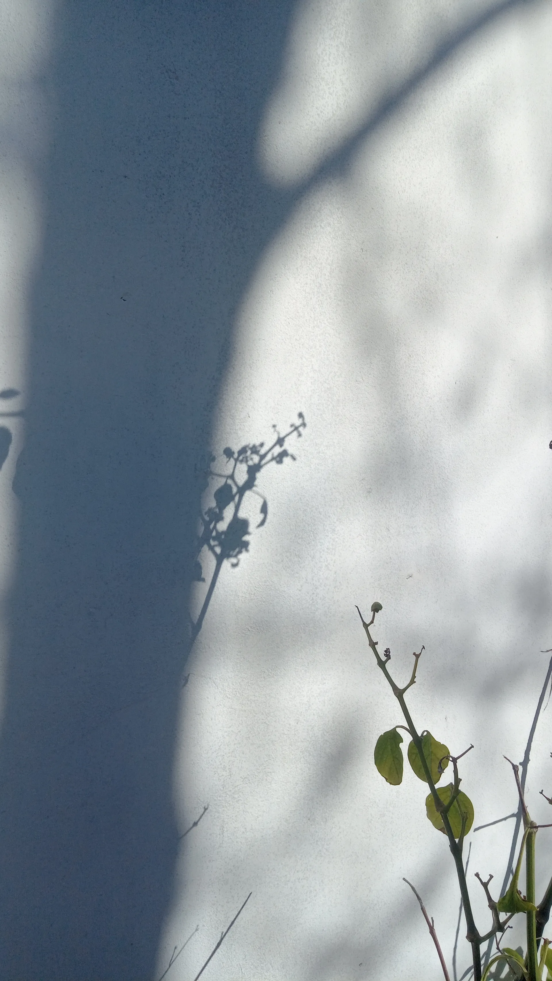 maggie OnlyFans header