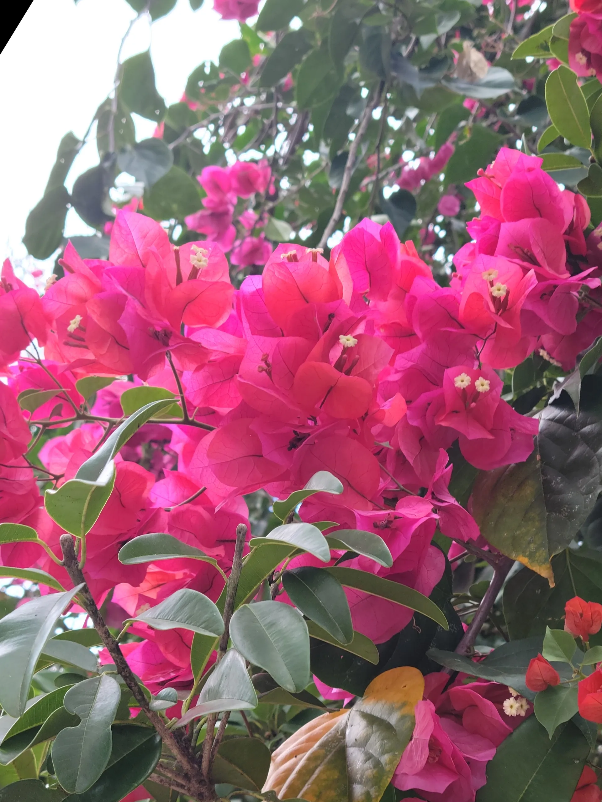 Joanne M Buckles OnlyFans header