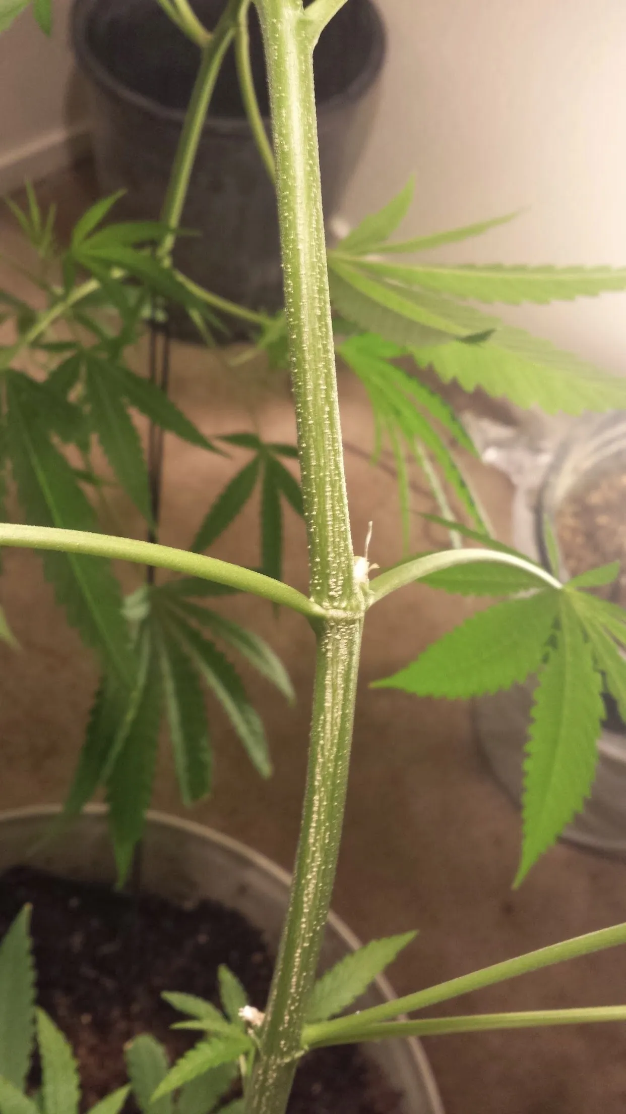 Yesplease OnlyFans header