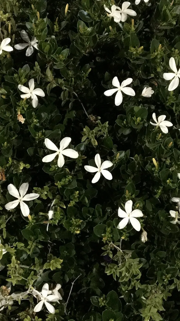 Bella Bianchi OnlyFans header