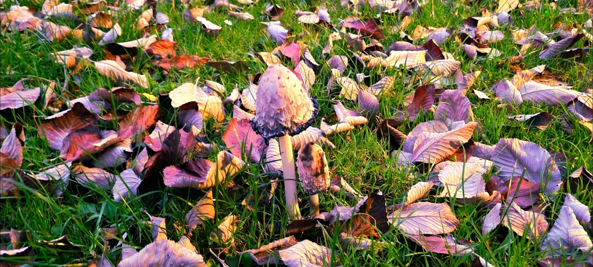 Kaylee OnlyFans header