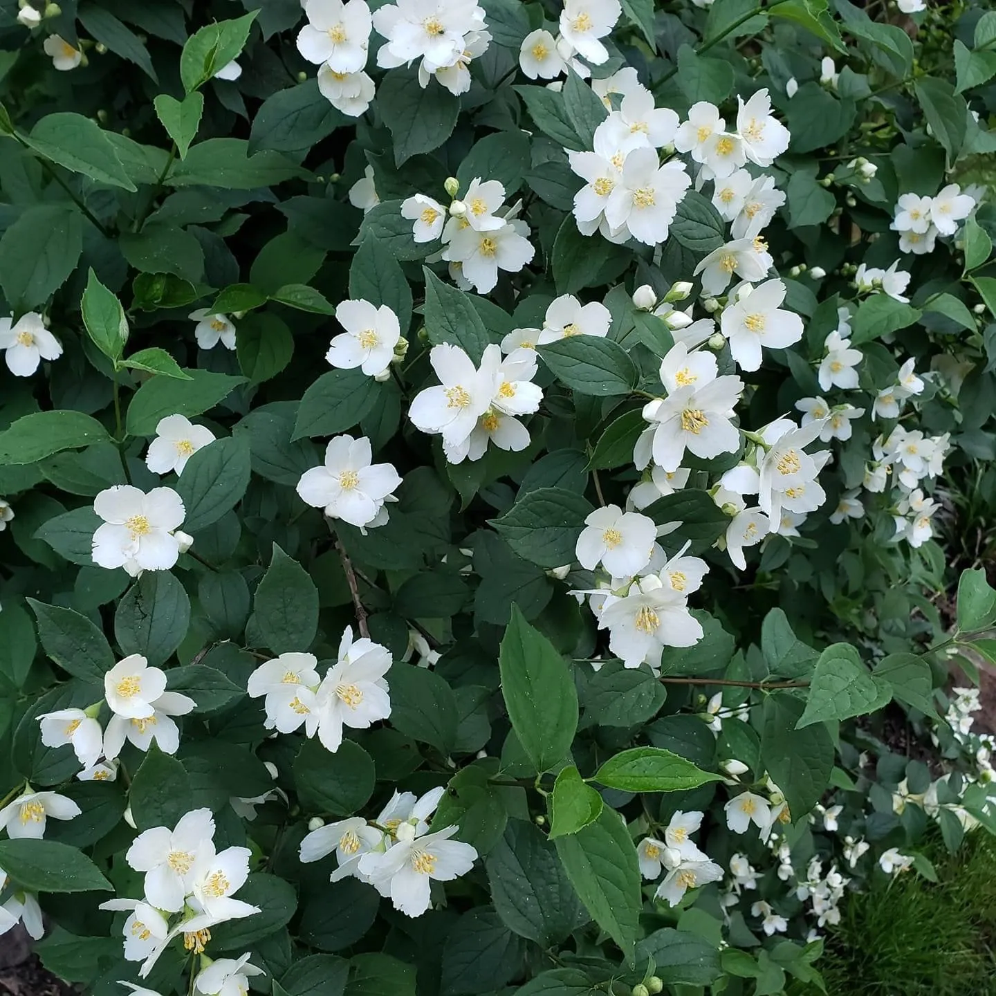 Baby OnlyFans header