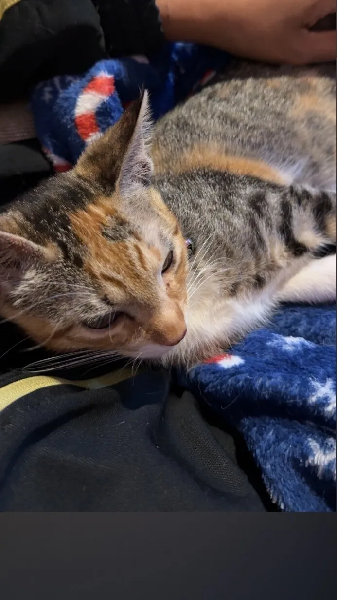 Shiwani OnlyFans header