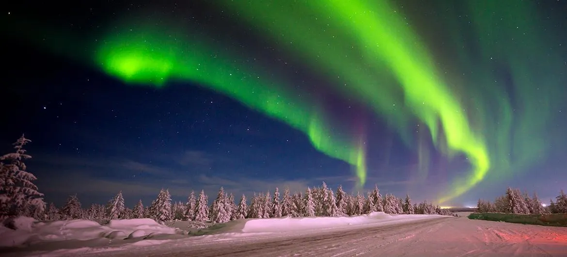 Treehog OnlyFans header