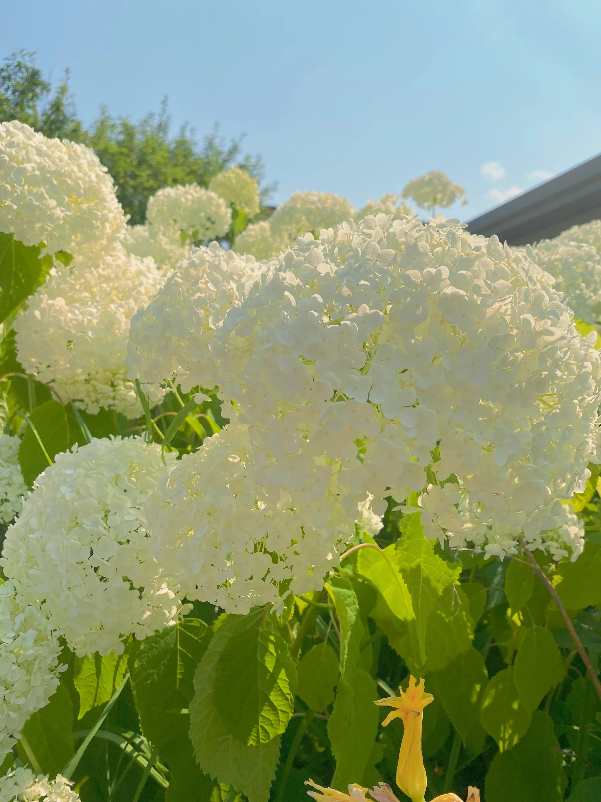 Daizy OnlyFans header