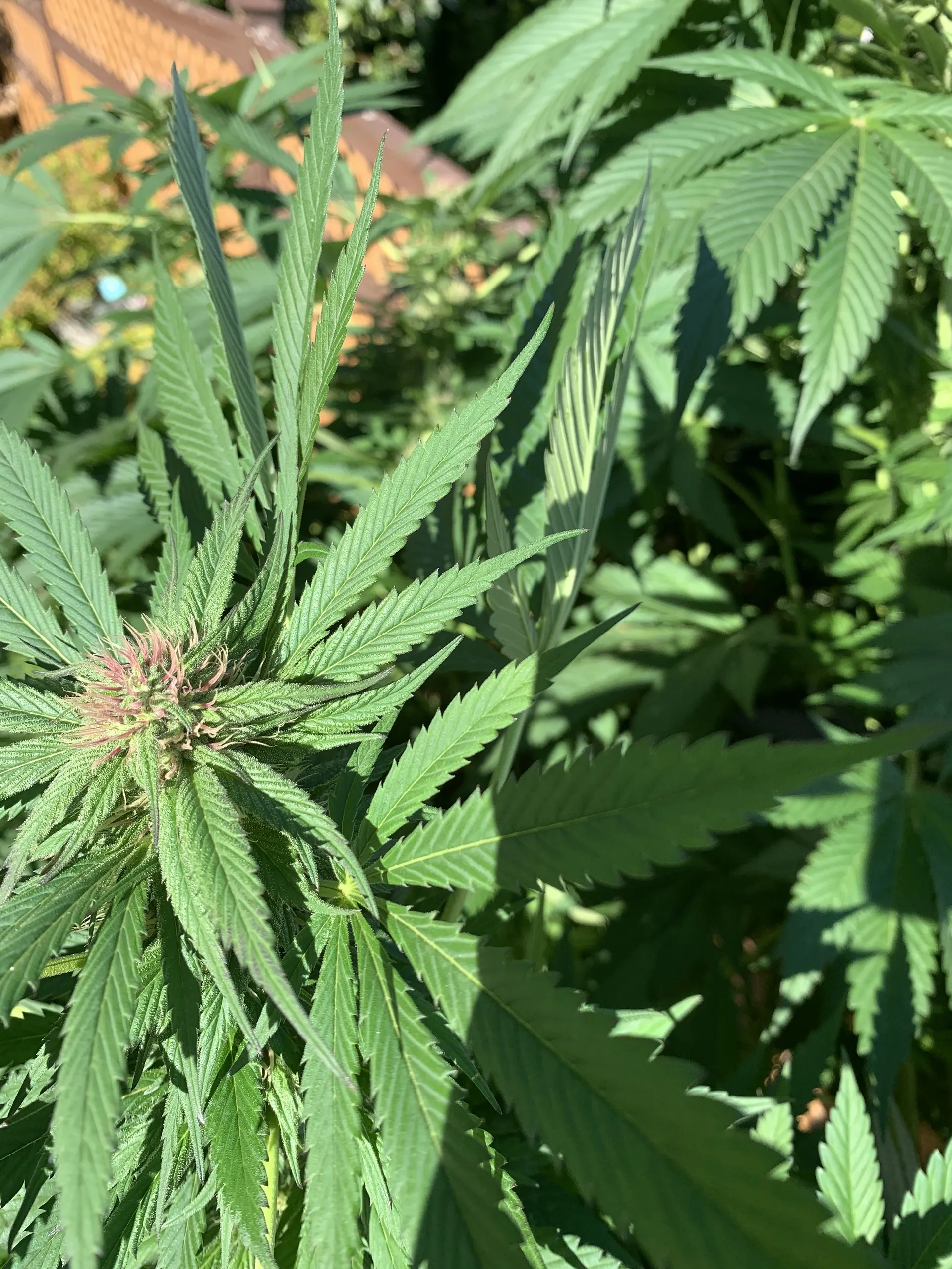 Sassy OnlyFans header