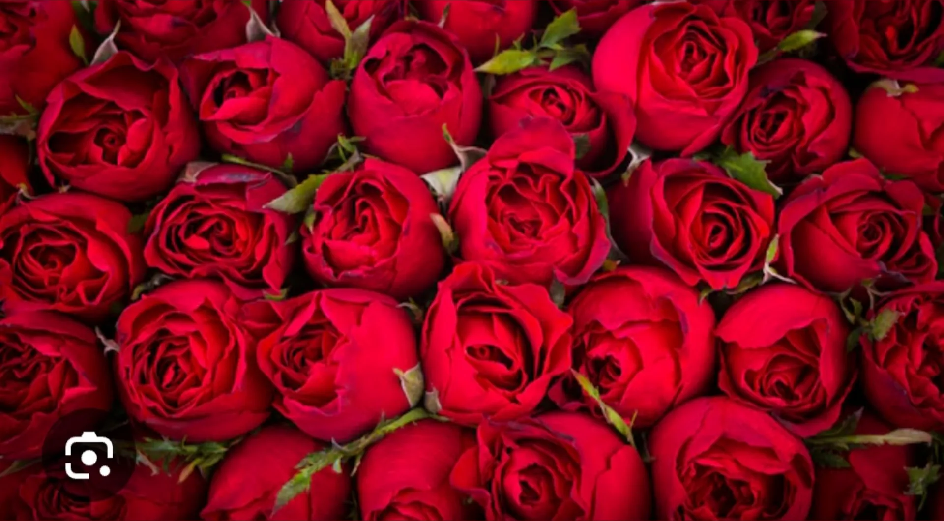 Bilberry OnlyFans header