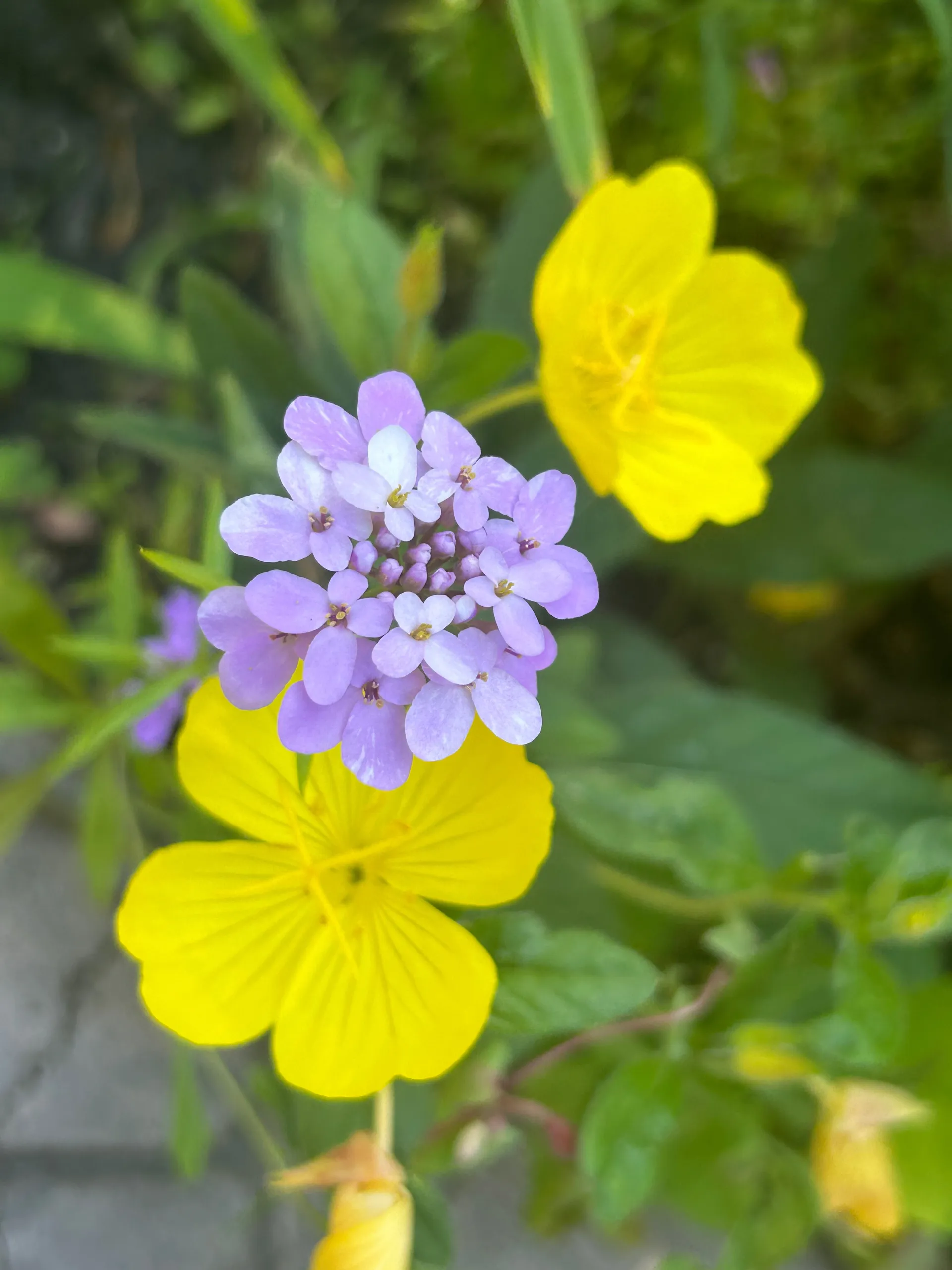 billiedawnwebb OnlyFans header