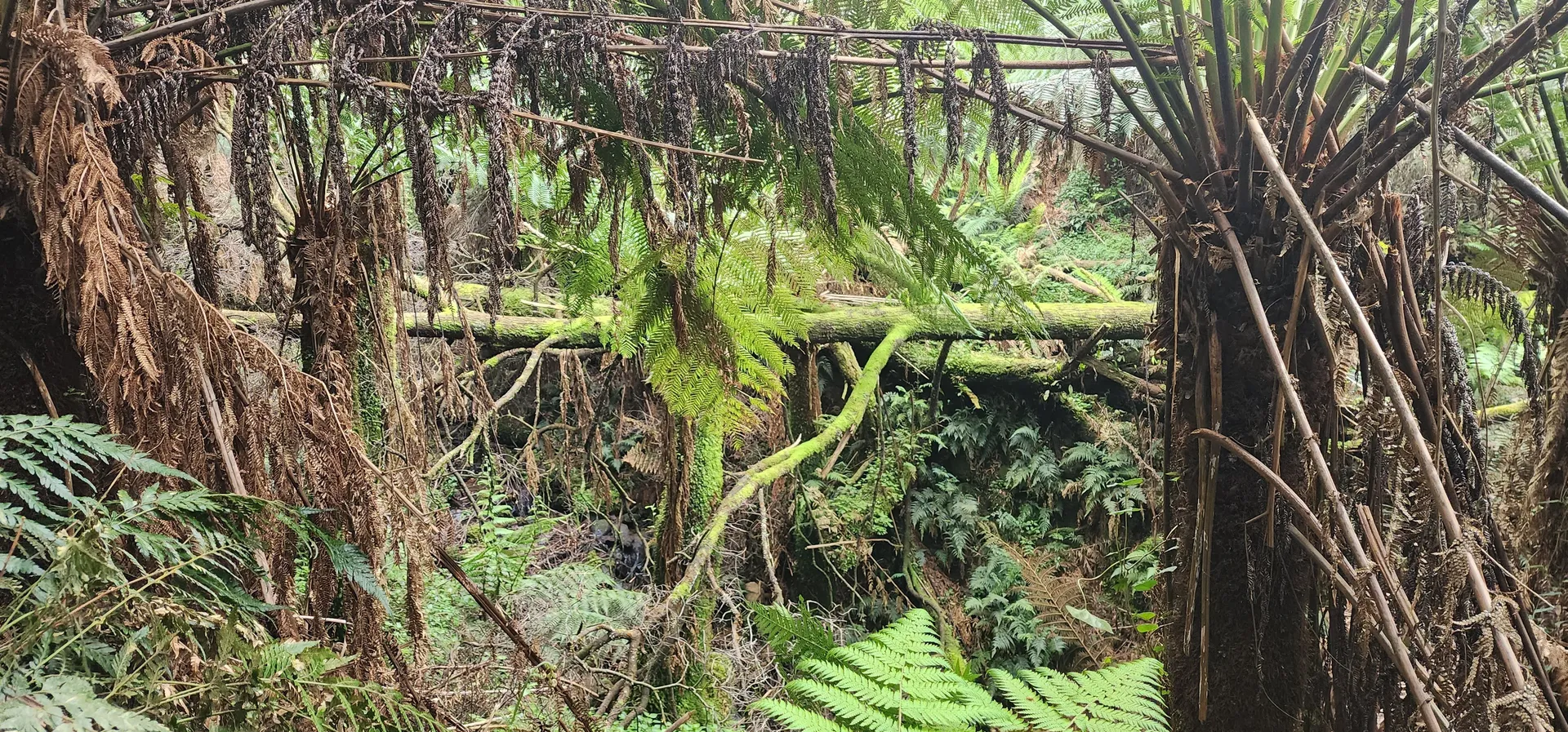 x Billie x OnlyFans header