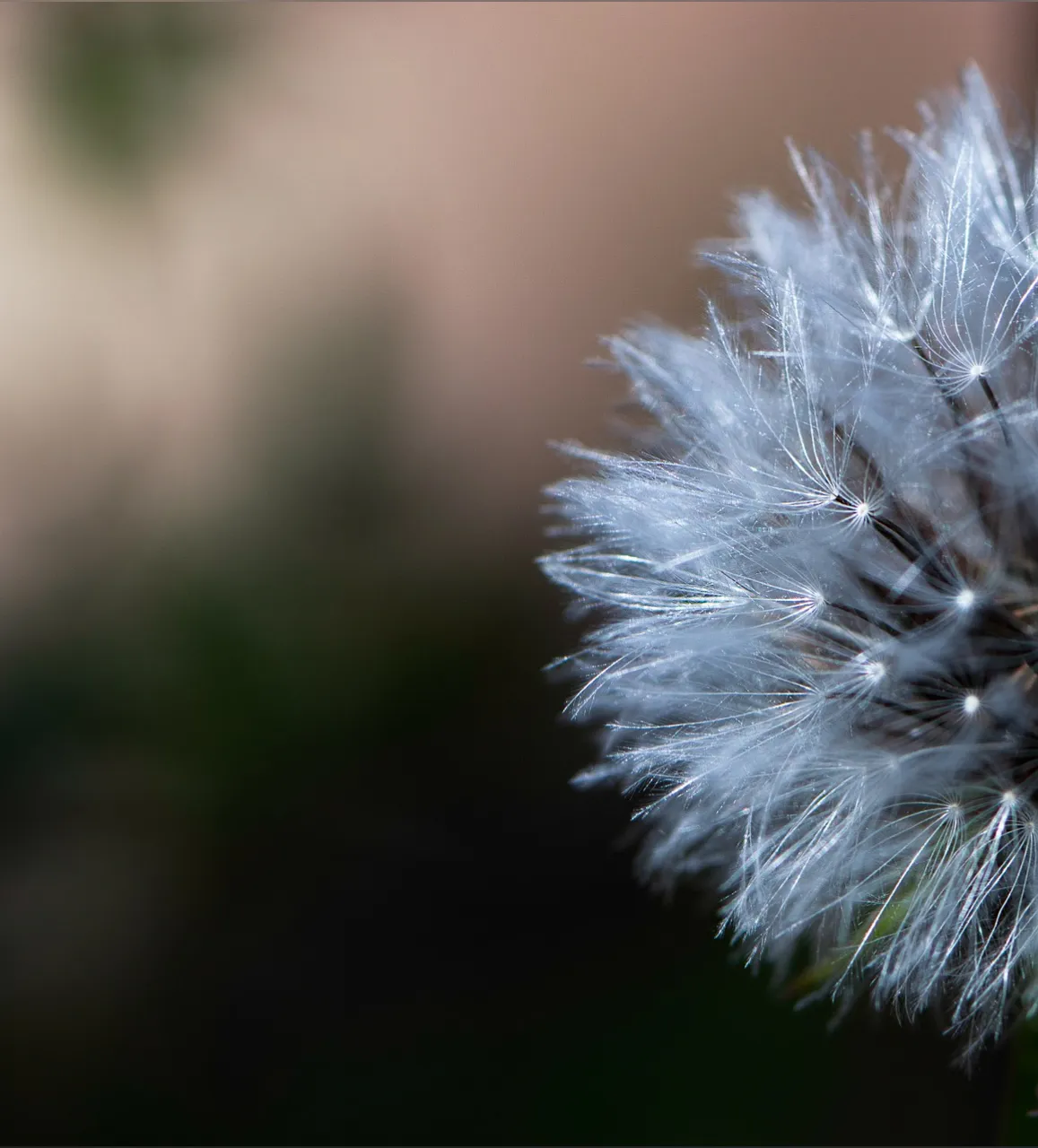 BimboBlossom OnlyFans header