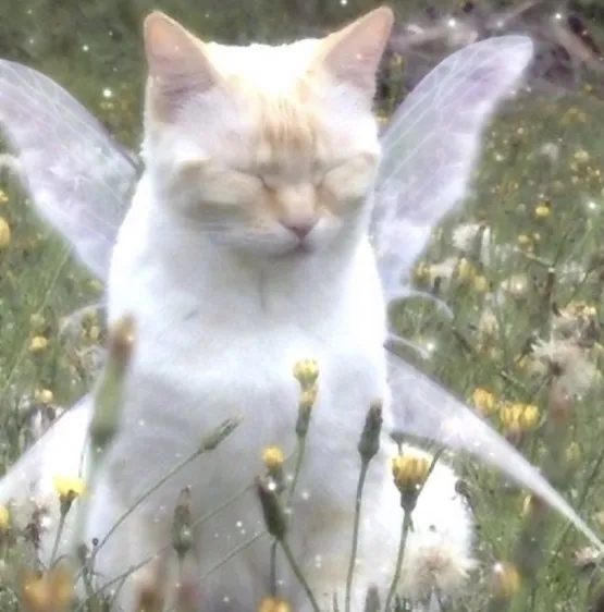 Tess OnlyFans header