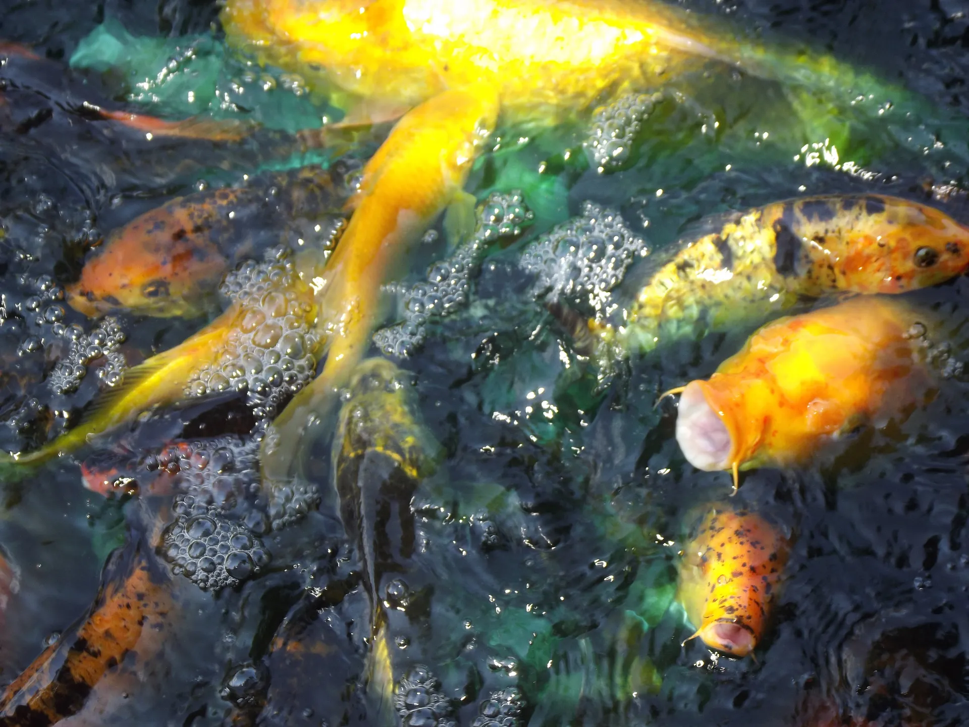 🦋Eternally Divine Toybox Nation🦨 OnlyFans header