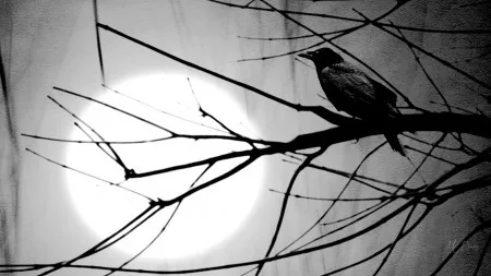 🦇Vampyre🦇 OnlyFans header