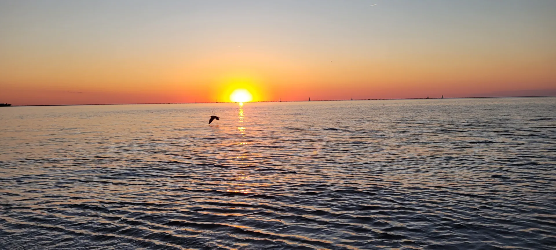 Bird OnlyFans header