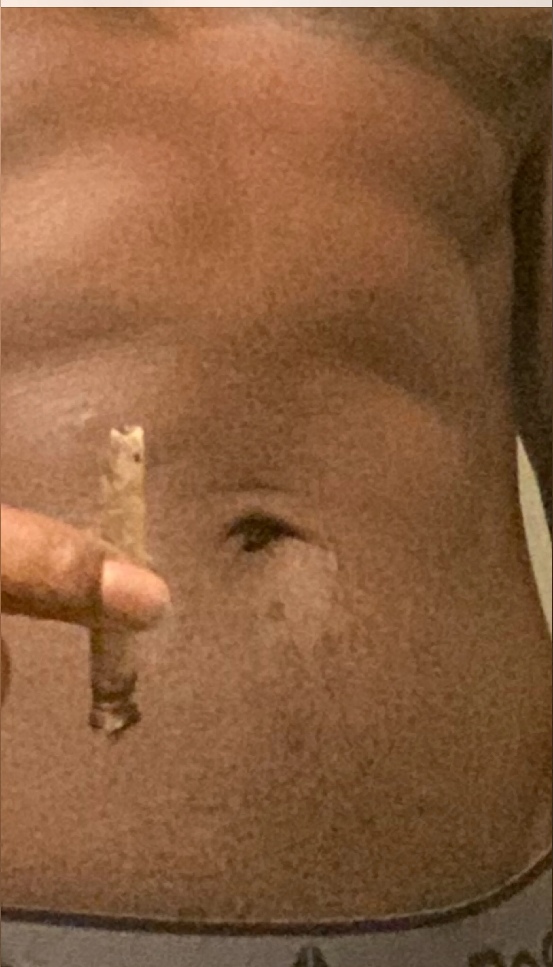 Birdman1 OnlyFans header