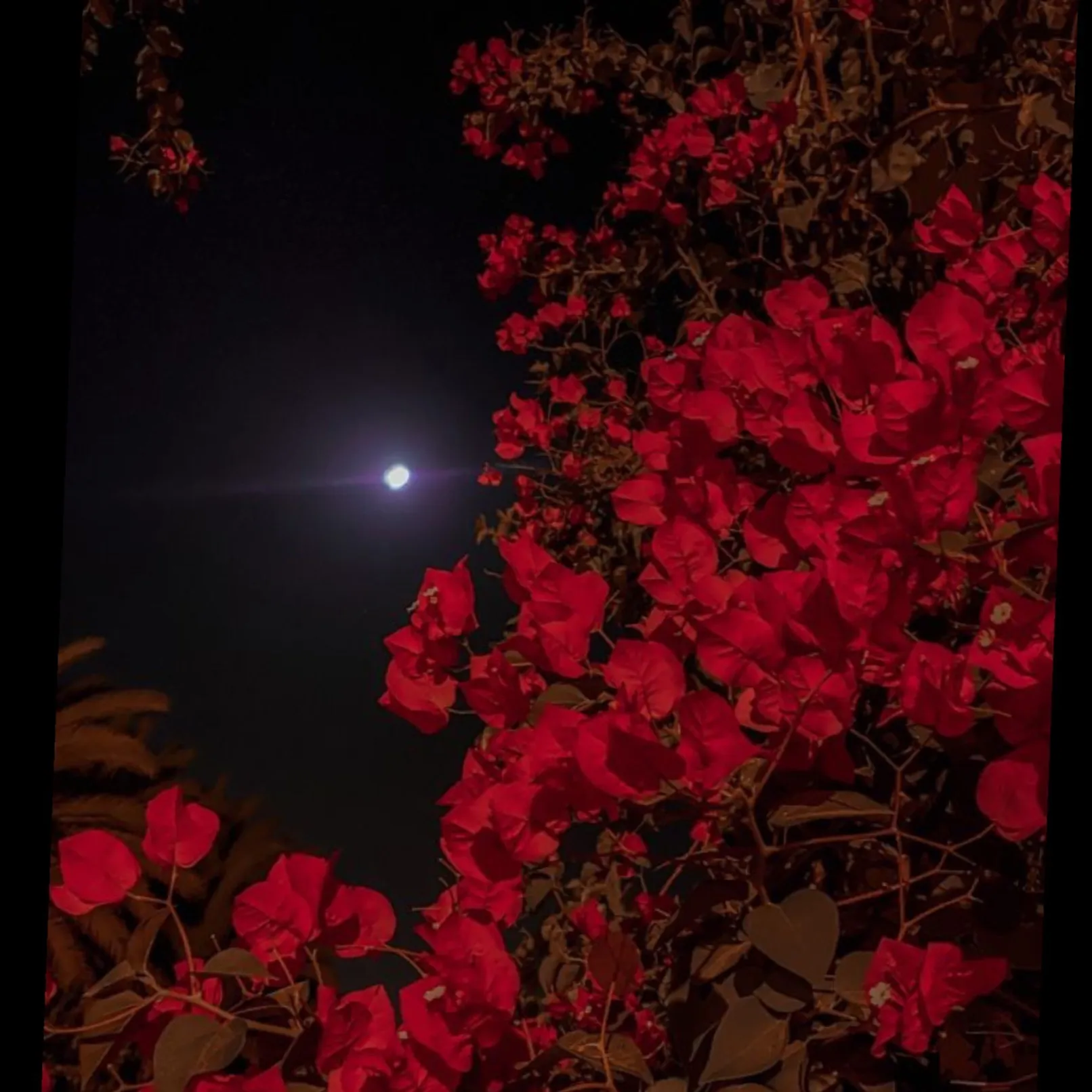 🍒👅 OnlyFans header