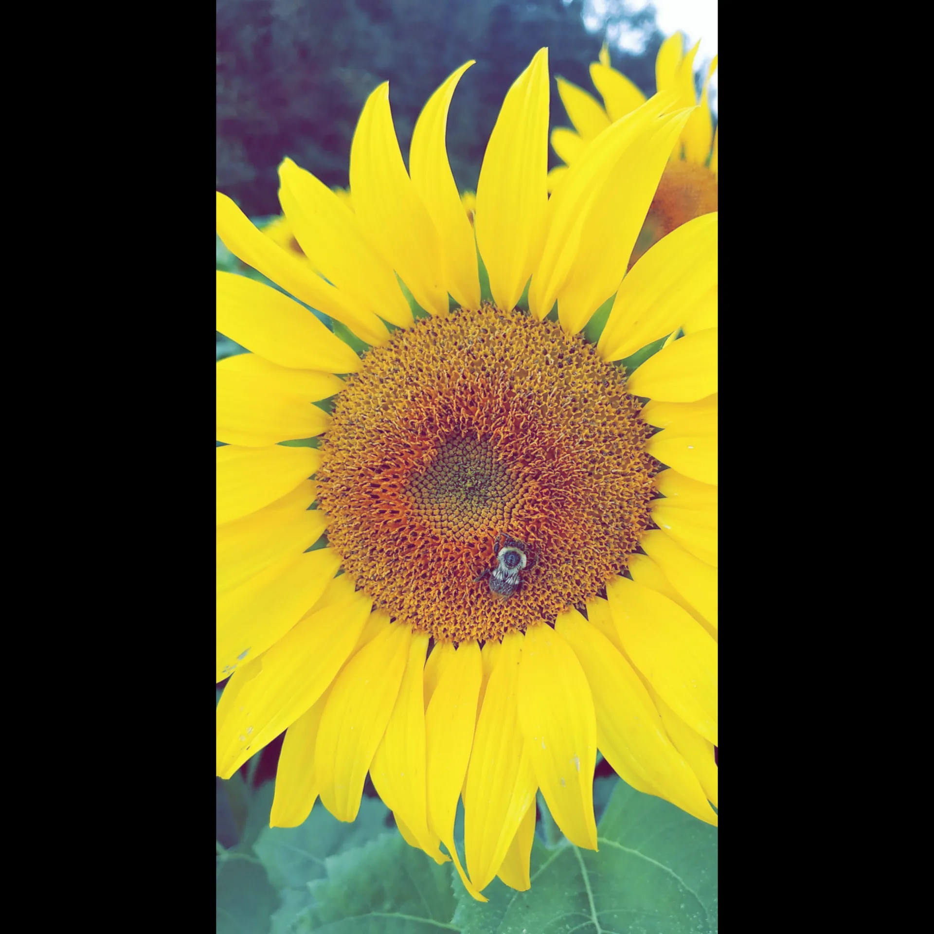 Queen Bee OnlyFans header