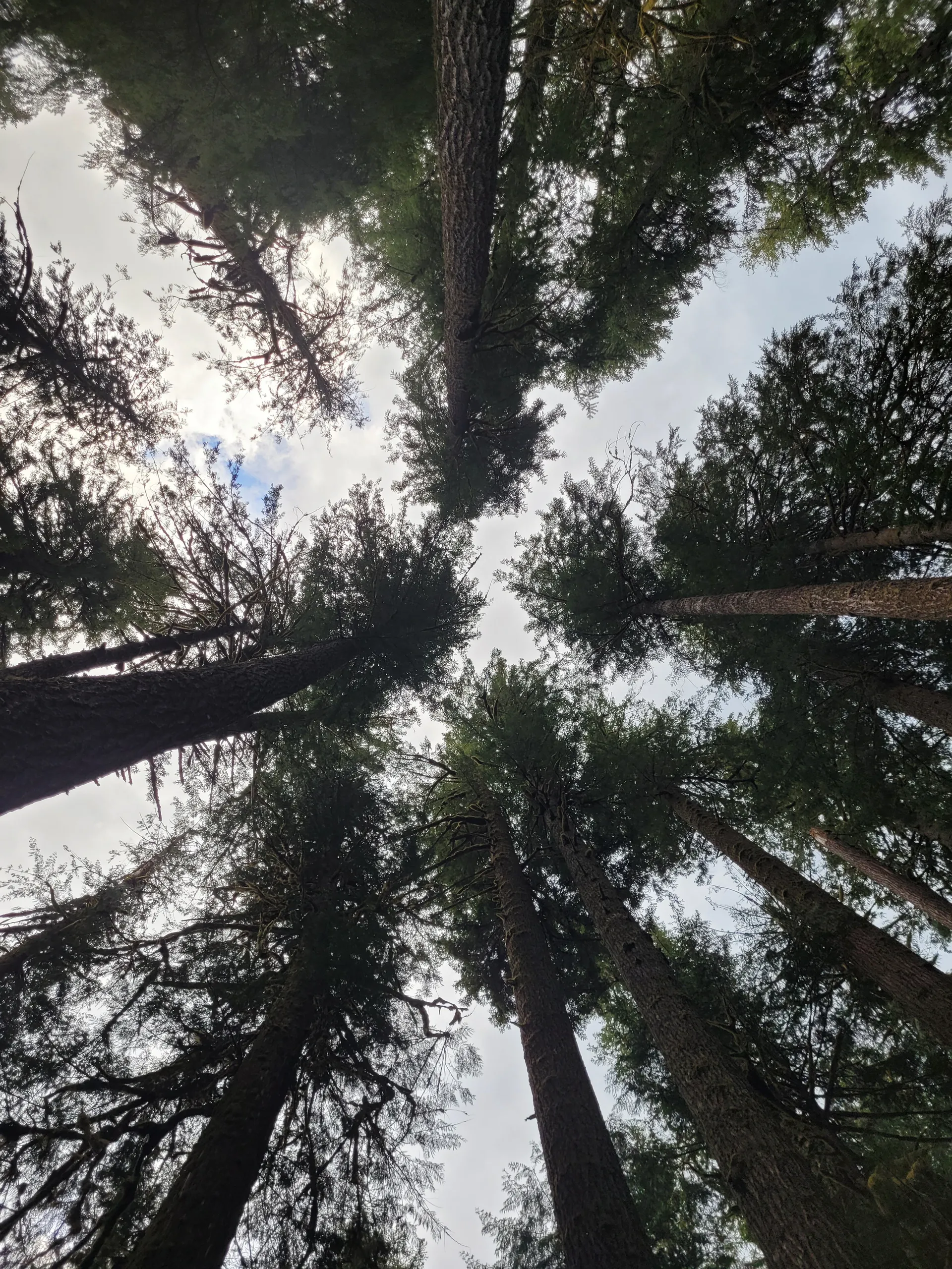 bitterberry OnlyFans header