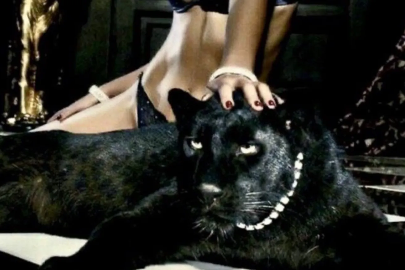 Abigail🐅 OnlyFans header