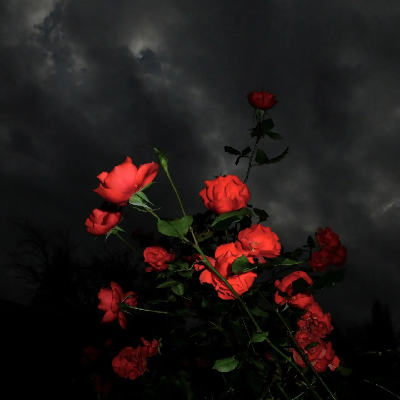 𝕹𝖊𝖙𝖙𝖎𝖊 OnlyFans header