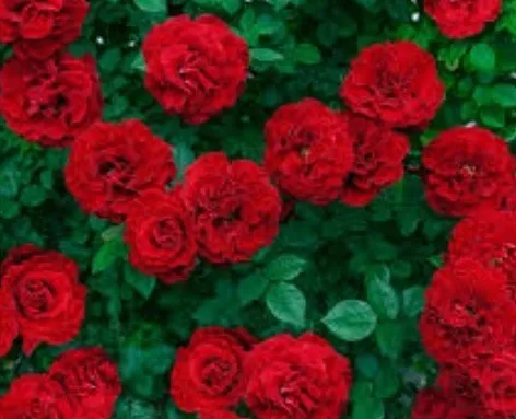 Nicole OnlyFans header