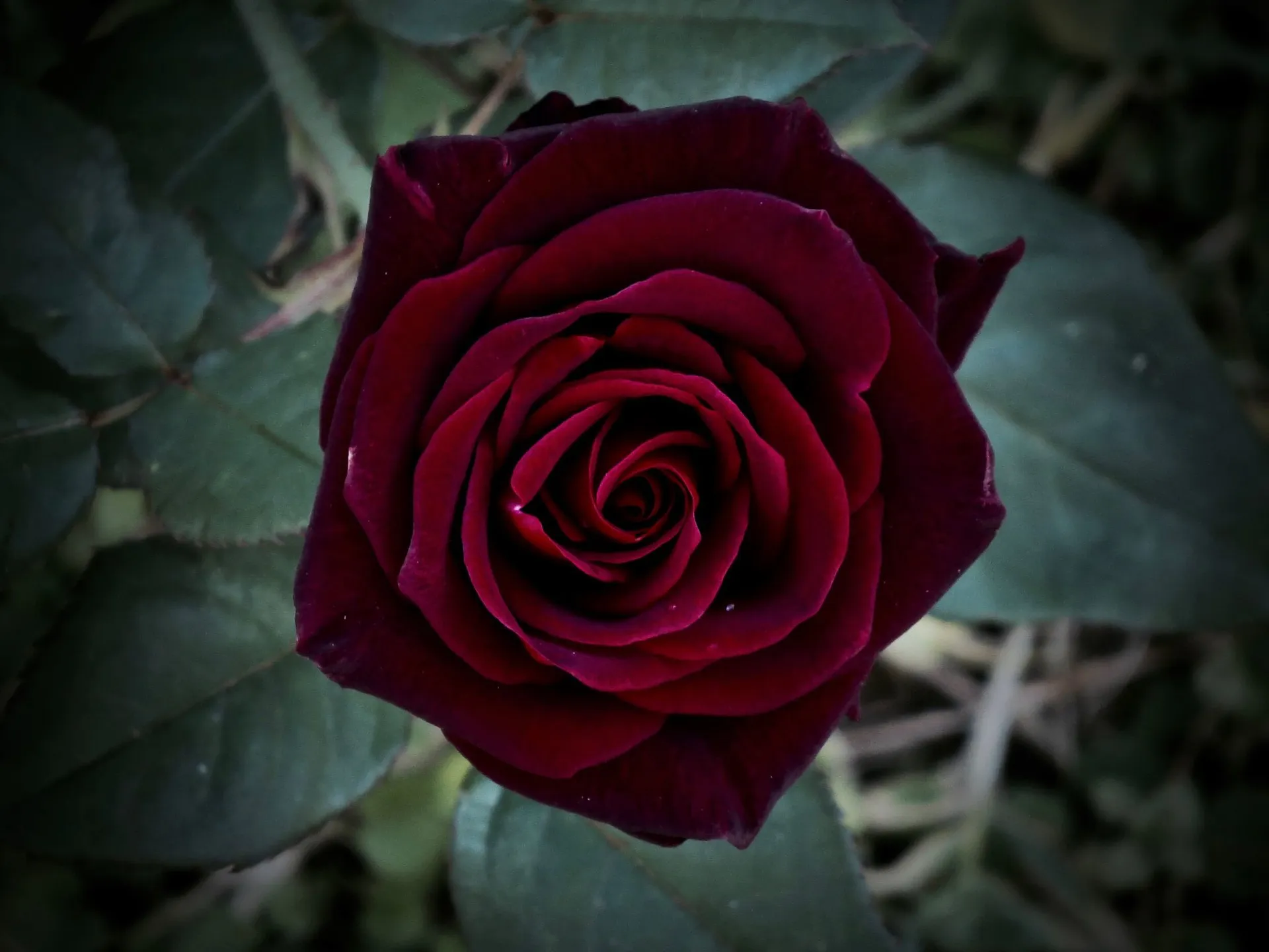 Black Baccara