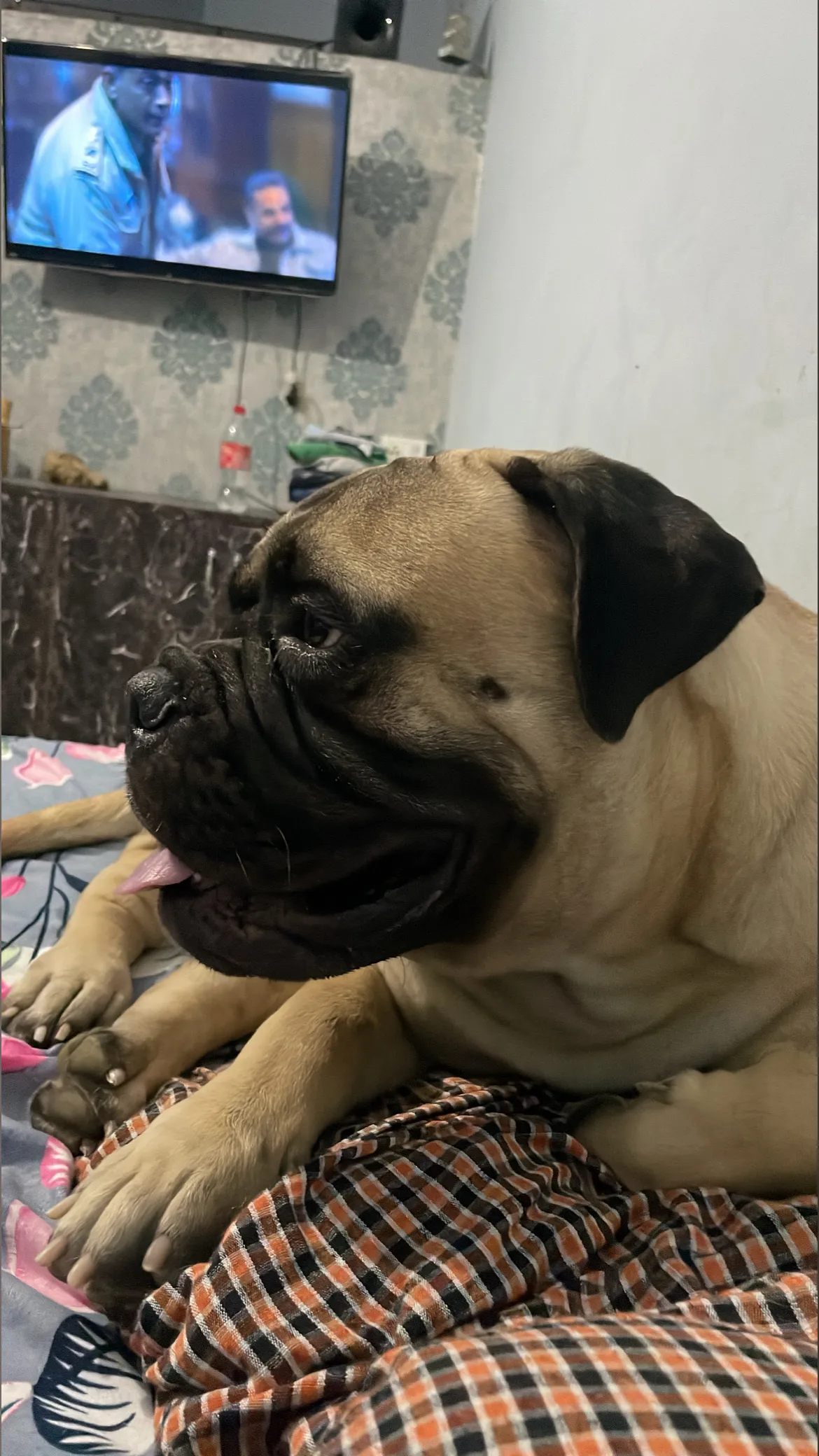 Black vamp OnlyFans header