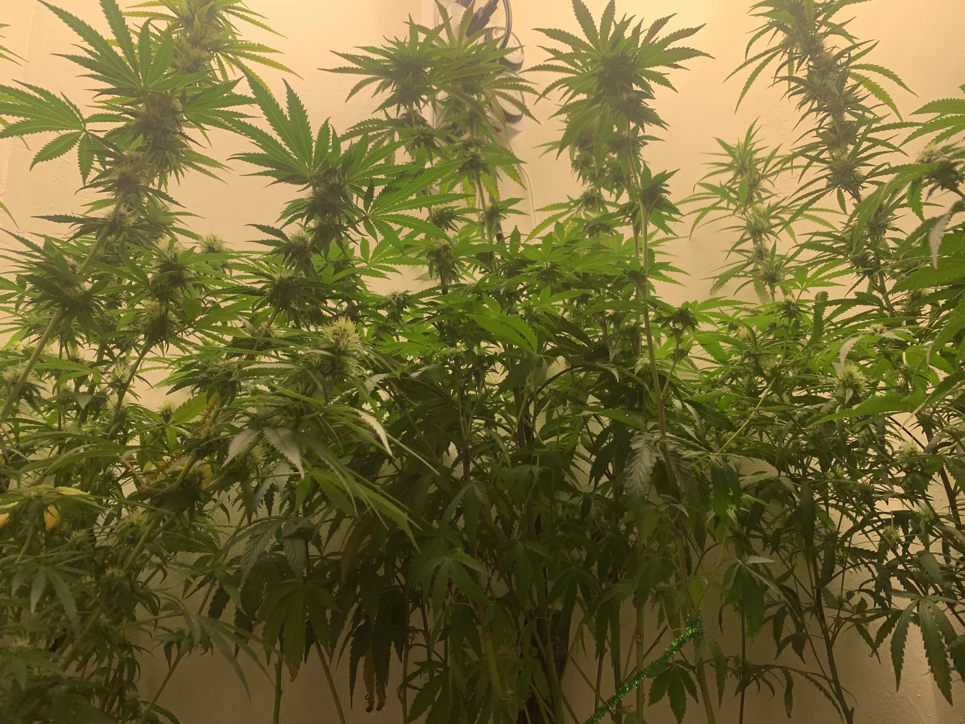 Bongrippa OnlyFans header