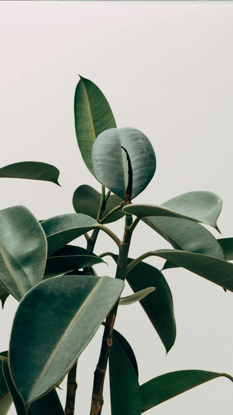 blackartheaux OnlyFans header