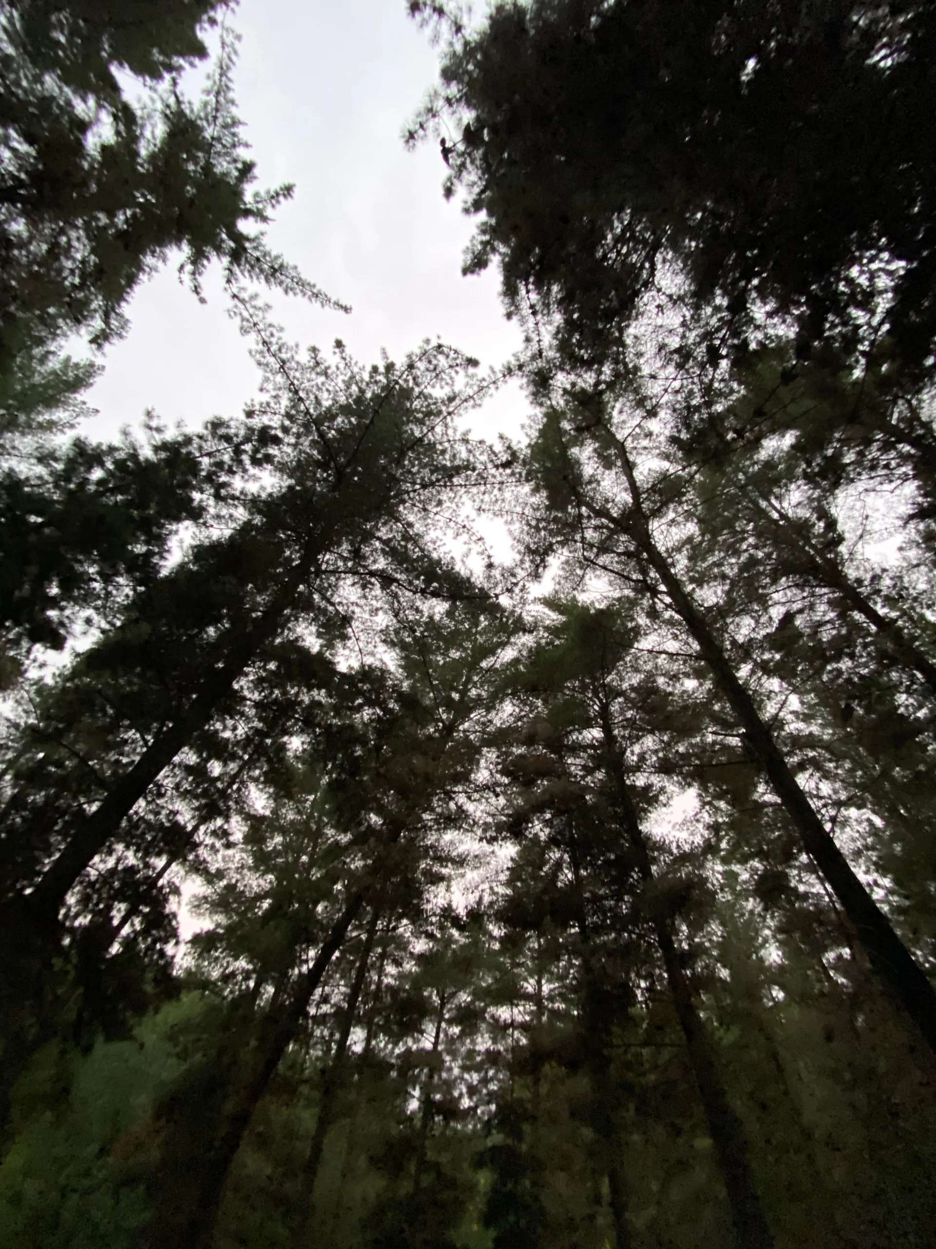 Black cat OnlyFans header