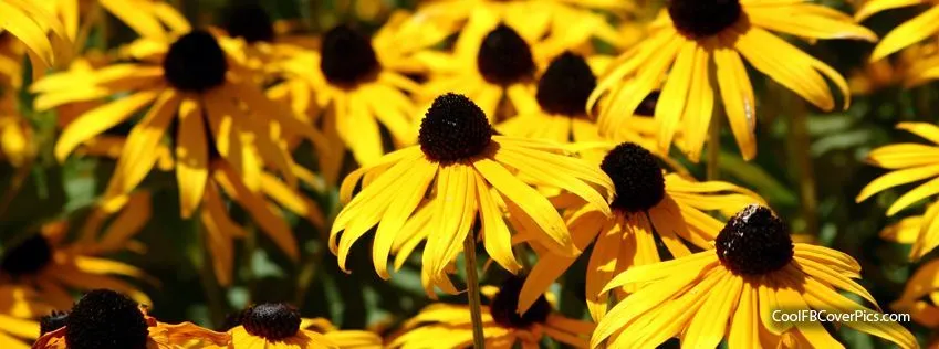 Kitty OnlyFans header