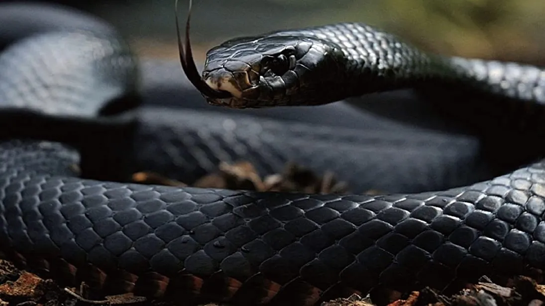 🐐 OnlyFans header